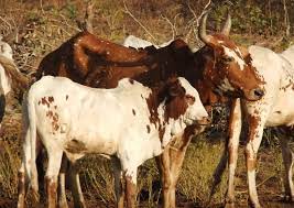 See more ideas about cattle, brahman, animals. Http Opus Uni Hohenheim De Volltexte 2017 1415 Pdf Final Sekou Traore 091017 Pdf
