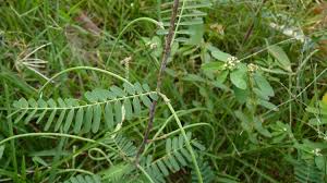 Image result for Sesbania bispinosa