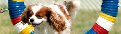 About the cavalier king charles spaniel. Cavalier King Charles Spaniel Club Of Canada