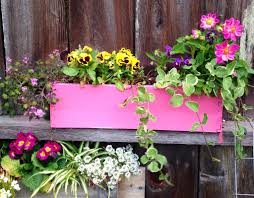 Pin By Susan Demorest On Susan S Garden Hanging Flowers Colorful Flowers Container Gardening