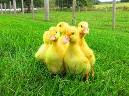 Pekin duck birds all listings. Pekin Ducks Feathered Acres