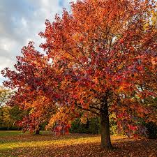 Image result for Liquidambar
