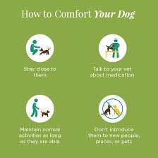You know something is wrong when your dog refuses food, and this is one of the classic signs a the signs that a dog is dying are not always consistent. Is My Dog Dying Learn The Signs How To Comfort Say Goodbye To Your Dog