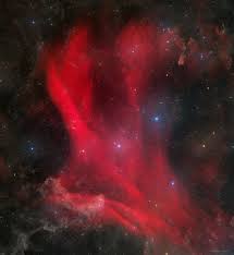 Image result for Searsia nebulosa