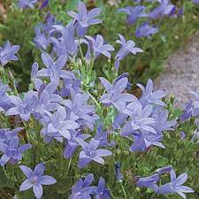 Dalmatian Bellflower Finegardening Jardim