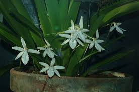 Image result for Jumellea usambarensis