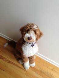 We are a professional family breeder of the highest quality multigenerational australian labradoodle puppies. Australian Labradoodle Goldendoodle Breeder In Illinois At Erica S Doodles