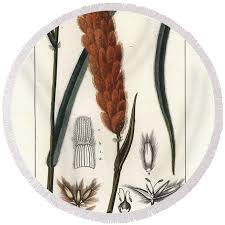 Image result for Eriochrysis