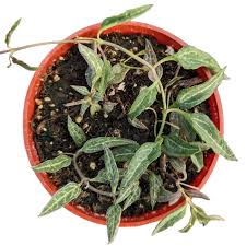 Image result for Ceropegia achtenii