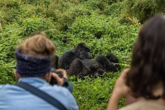 Uganda rainforest and wildlife destination for East Africa travel