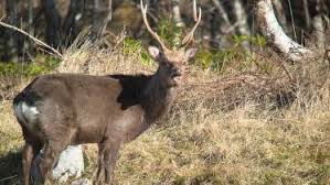 Image result for Trichopteryx elegantula