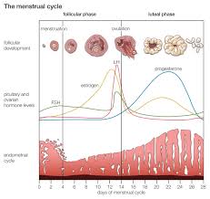 Menstrual Cycle Physiological And Hormonal Changes