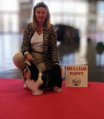 Chien Shih Tzu Ultra chic de la magie de lys