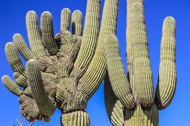 Now as far as plants of any kind are concerned this is huge! 5 Shocking Facts About Arizona S Saguaro Cactus Did You Know These Nuventure Travels