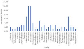 Image result for Sonchus dregeanus