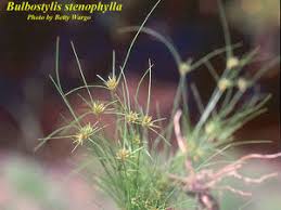 Image result for Bulbostylis sp.no.2