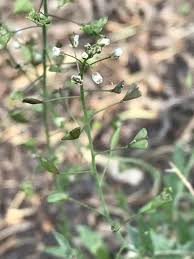 Image result for Capsella