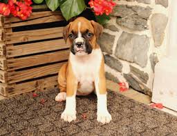 Find boxer breeders near you. Boxer Puppies Under 100 Dollars For Sale United States 1