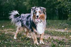 They are intelligent and learn quickly, so are very good at herding and taking part in competitions. Category Miniature Australian Shepherd Wikimedia Commons