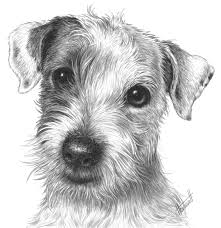 Drawspace Com Isaac The Jack Russell Dog Drawing Animal Drawings Dog Drawing Tutorial
