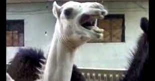 Camel sounds like peter griffin. Pin On For The H