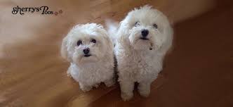 Maltipoo furbabies is here to help you find the perfect new puppy. Home Sherrys Maltipoos