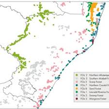Image result for Brachychloa schiemanniana
