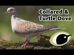 Turtle dove numbers in the uk have plummeted by 97 per cent since 1970 and the bird has been red the satellite tracker fitted by the royal society for the protection of birds shows that he has building up a picture of what these birds need at every stage of their journey gives us a much better. Bto Bird Id Collared Dove Turtle Dove Youtube