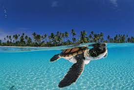 Maybe you would like to learn more about one of these? Sea Turtle Wallpapers Top Free Sea Turtle Backgrounds Wallpaperaccess
