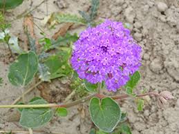 Image result for Vernonia amblyolepis