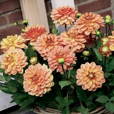 Go go dahlias are ideal for container planting. Dahlia Go Go Orange De Vroomen Garden Products Professional