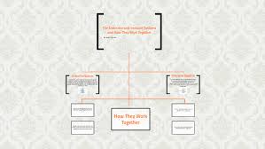 The Endocrine And Immune Systems And How They Work Together By Emily Thurber