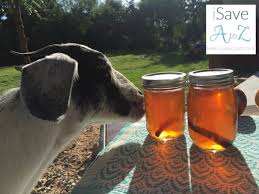 It is amazing how this pie fools the taste buds. Apple Pie Moonshine Recipe Isavea2z Com