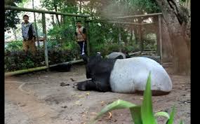 Pengelola objek wisata taman rimba jambi menerapkan protokol kesehatan. Taman Rimba Raup Pendapatan Rp 669 Juta Aksipost Com