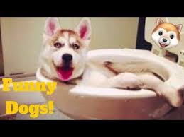 Beallitasok Youtube Funny Animal Videos Cute Animals Animals