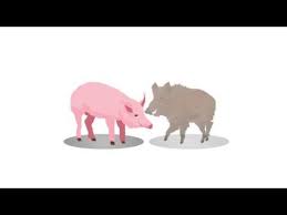 Последние твиты от african swine fever organization (@swinefeverorg). African Swine Fever Virus Youtube