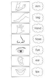 40+ body parts coloring pages for preschool for printing and coloring. Pin On Printables