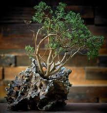 Image result for Crassula sarcocaulis