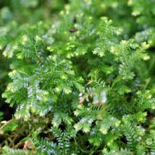 Image result for Selaginella cathedrifolia