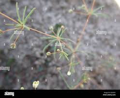 Image result for Hypertelis cerviana