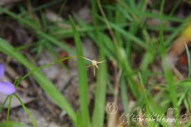 Image result for Wahlenbergia persimilis