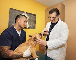 Find 37 pet care businesses near you! Cardiology Brightcare Animal Emergency In Mission Viejo Ca