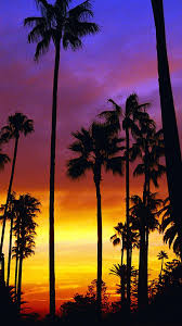 Tropical beach palm trees sunset wallpapers desktop background. Pin By Nicole Gibson Stubbs On California Ee Uu Palm Trees Wallpaper Sunset Wallpaper Tree Wallpaper Iphone