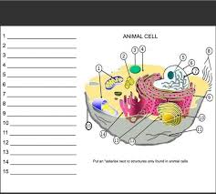 Plant cells have a cell wall, chloroplasts and other specialized plastids, and a large central vacuole, whereas animal cells do not. 1 Animal Cell 2 3 3 4 5 6 7 8 9 10 10 11 11 14 Chegg Com
