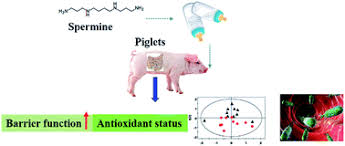 T a b о г h. Effects Of Spermine On Ileal Physical Barrier Antioxidant Capacity Metabolic Profile And Large Intestinal Bacteria In Piglets Rsc Advances Rsc Publishing