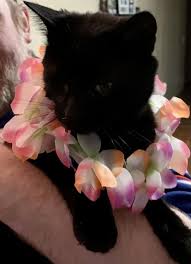 Maybe you would like to learn more about one of these? Animalkind Reviews And Ratings Hudson Ny Donate Volunteer Review Greatnonprofits