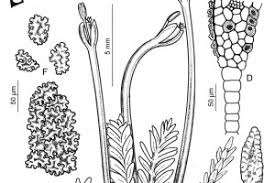 Image result for Tristicha