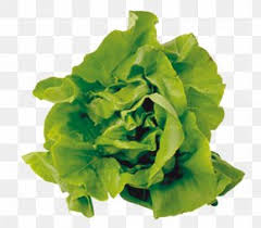 Burger king foot lettuce (self.copypasta). Square Foot Gardening Images Square Foot Gardening Transparent Png Free Download