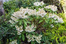 Pieris blooms emerge in early spring and have a scent similar to lily of the valley. Pieris Japonica Cupido Papi Joe S Garden