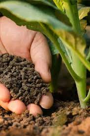 How to fertilize garden soil. When How To Fertilize Garden Plants 5 Big Secrets To Success